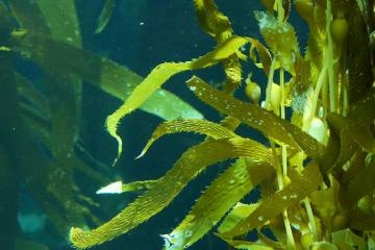 El Mediterráneo se ‘tropicaliza’: una planta invasora de origen tropical llega por primera vez a Baleares