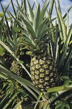 Chiquita Brands destaca la piña panameña