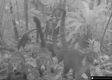 Imágenes de la vida silvestre, a favor de la ciencia