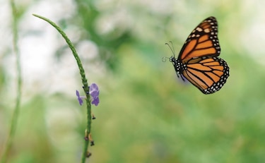 Mariposas monarcas
