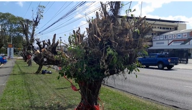 Miambiente advierte que ampliación de la Vía España no puede talar árboles sin EIA aprobado