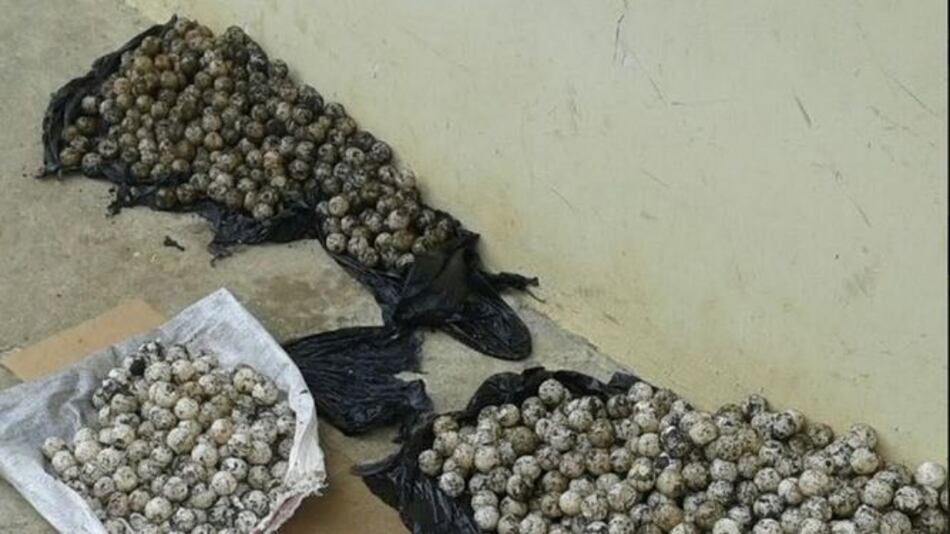 Decomisan más de mil embriones de tortugas en Tonosí, Los Santos