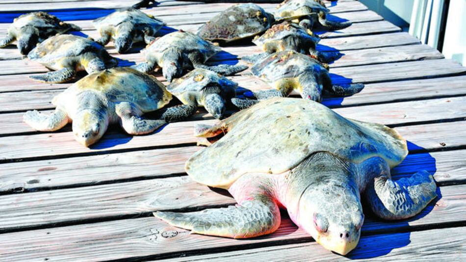 Unas 400 tortugas aturdidas por el frío son liberadas