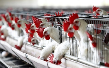 México detecta 296,000 aves con influenza y aplica medidas contraepidémicas