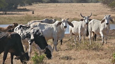 El Niño pone en riesgo cultivo de granos en el arco seco