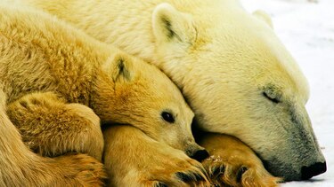 Supervivencia del oso polar, en jaque