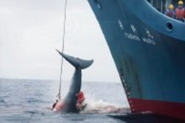 30 países rechazan la caza de ballenas