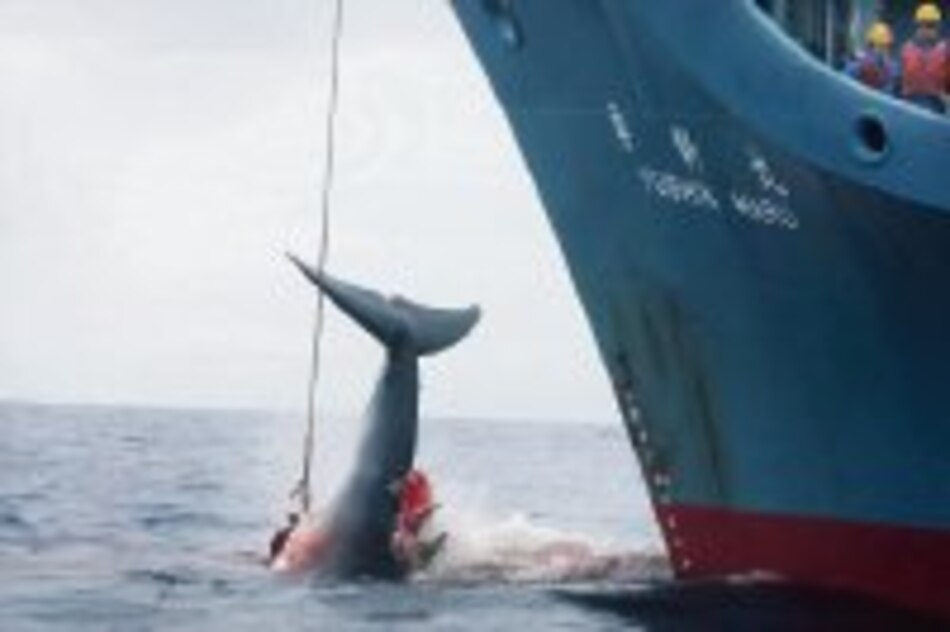 30 países rechazan la caza de ballenas