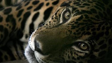 La vida silvestre que perdemos