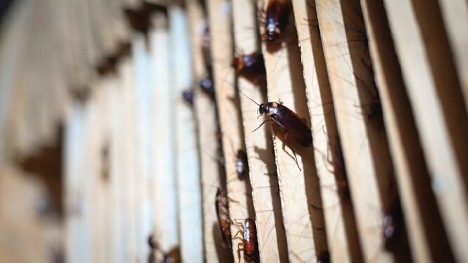 El productivo oficio de criar cucarachas en granjas en China