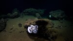 VIDEO: Descubren guardería de pulpos en las costas de Costa Rica