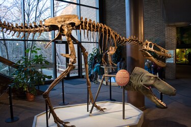 Los T-Rex enanos probablemente no existieron, según estudio