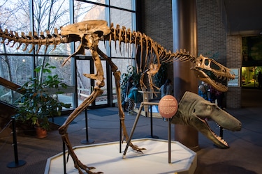Los T-Rex enanos probablemente no existieron, según estudio