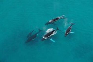 Las poblaciones de animales marinos se han reducido a la mitad en 40 años