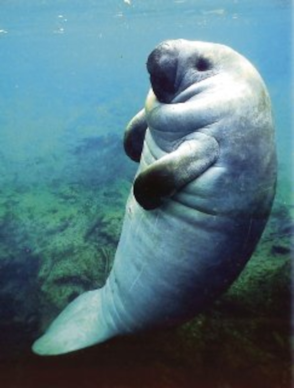 Los sirenios del lago Gatún y Bocas del Toro
