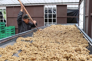 Las manos indígenas que impulsan el café panameño: tradición y una oportunidad de vida