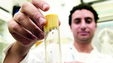 Viena planea esterilizar mosquitos