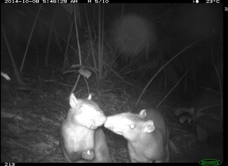Corredores de biodiversidad