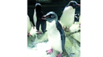 Pingüinos ‘Adelie’, en Guadalajara