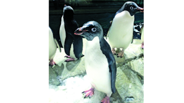 Pingüinos ‘Adelie’, en Guadalajara