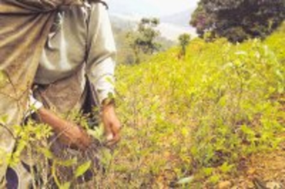 Cocaína y aneurismas