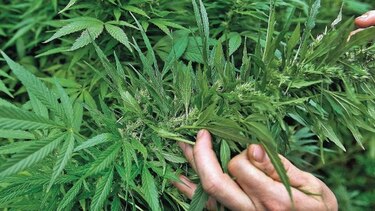 El reto de legalizar el cannabis