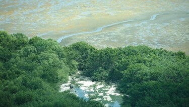 ‘Estrés hídrico’ en los manglares de la bahía de Panamá y Chame por el fenómeno de El Niño