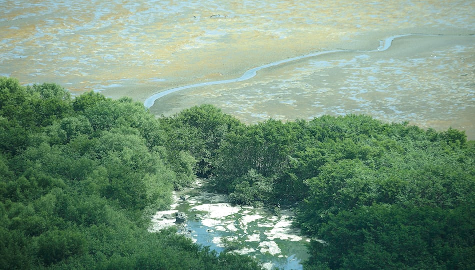 ‘Estrés hídrico’ en los manglares de la bahía de Panamá y Chame por el fenómeno de El Niño
