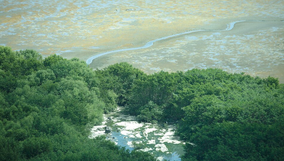 ‘Estrés hídrico’ en los manglares de la bahía de Panamá y Chame por el fenómeno de El Niño