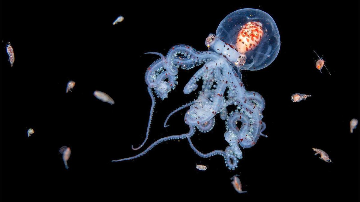 Las impresionantes imágenes de criaturas marinas que logra la buceadora que entra al mar de noche