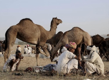 OMS duda que los camellos sean origen del coronavirus descubierto en humanos