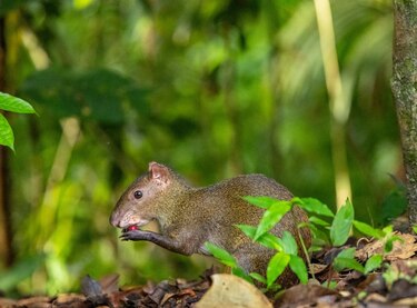 Virola: la reina del bosque