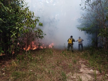 Incendios acaban con miles de hectáreas de bosques cada año