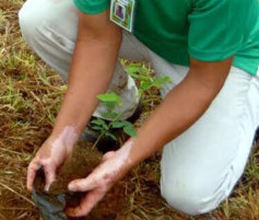 Reforestarán la cuenca del río La Villa con más de un millón de plantones