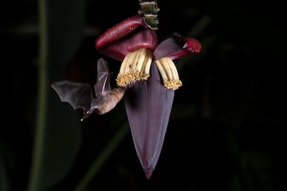 ¿Doctor murciélago? La ciencia busca descubrir cómo se cuidan cuando se enferman