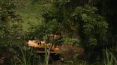 Chiriquí: Denuncian tala de árboles en quebrada La Zumbona