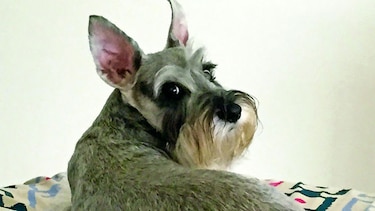 Consentidos: ‘Holly’