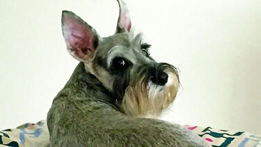 Consentidos: ‘Holly’