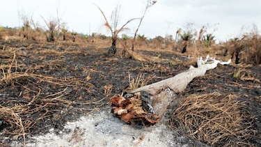 Denuncias por posible daño ecológico aumentan en 2019