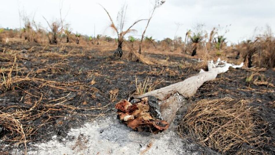 Denuncias por posible daño ecológico aumentan en 2019