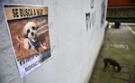 ¿Has visto este perro? Mexicanos buscan a sus mascotas