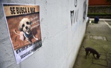 ¿Has visto este perro? Mexicanos buscan a sus mascotas