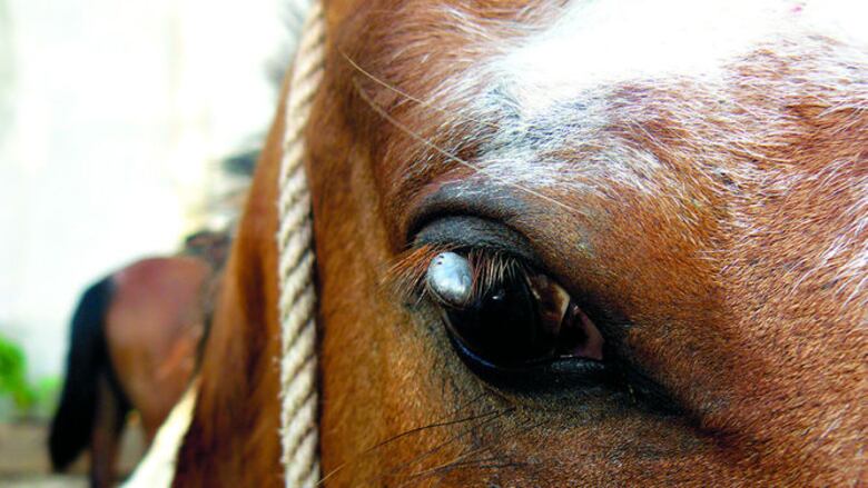 Garrapatas, en el contexto de la salud