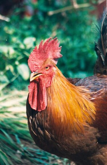 Los gallos cantan al alba gracias a su reloj biológico