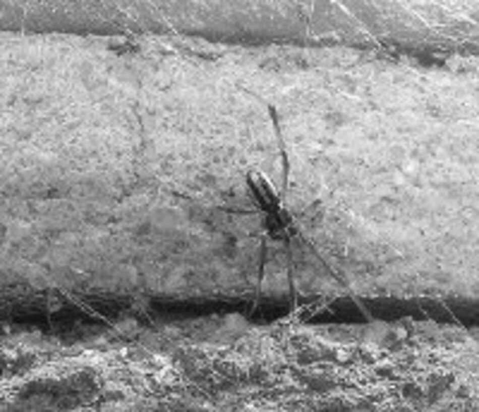 Las arañas de Australia