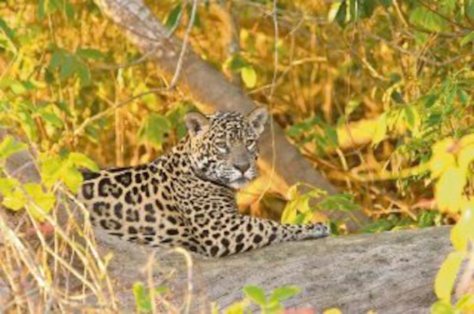 Ecología de los felinos y sus presas