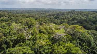 Panamá pierde 352,873 hectáreas de bosques y otras tierras boscosas en dos años