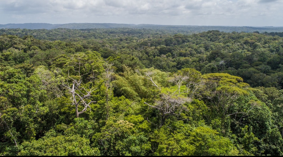 Bosques y alimentos: con miras a la COP30
