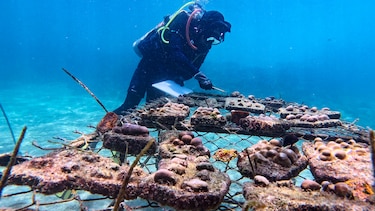 La recuperación de ‘supercorales’ avanza en las Islas Galápagos con siembras submarinas