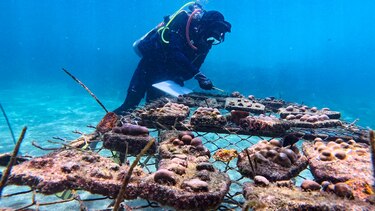 La recuperación de ‘supercorales’ avanza en las Islas Galápagos con siembras submarinas